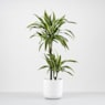 Dracaena fragrans 'Lemon Lime'