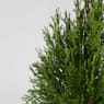 Thuja esmeralda (thuja occidentalis "emeraude")