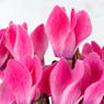 Cyclamen mini (varios colores)