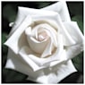 Rosal pau casals blanco