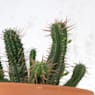 Cactus (variados)