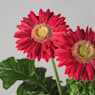 Gerbera en varios colores