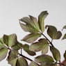 Peonía (paeonia suffruticosa)