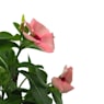 Vinca supreme (catharanthus roseus)