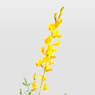 Genista "Maderensis"