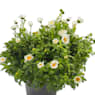 Margarita mini (leucanthemum paludosum)