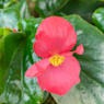 Begonia dragon wing