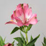 Alstroemeria (colores variados)