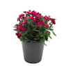 Clavel del poeta - Dianthus barbatus Telstar®