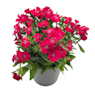 Clavel del poeta - Dianthus barbatus Telstar®