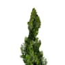 Tuya áurea (thuja orientalis pyramidalis aurea)