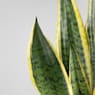 Sansevieria trifasciata 'Laurentii'