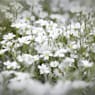 Cerastium tomentosum