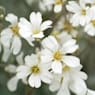 Cerastium tomentosum