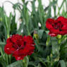 Clavel - Dianthus caryophyllus 'Ten Nelke'