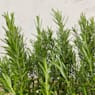 Romero (rosmarinus officinalis) - Planta aromática
