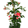 Rosal mini trepador