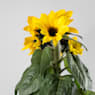 Girasol (Helianthus annuus)