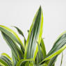 Dracaena fragrans 'Lemon Lime'