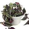 Tradescantia zebrina