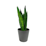 Sansevieria (especies variadas)