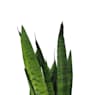 Sansevieria (especies variadas)