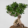 Bonsai Ficus Gingeng (Ficus microcarpa 'Ginseng')