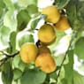 Albaricoquero "Moniqui" (Prunus Armeniaca)