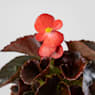 Begonia semperflorens