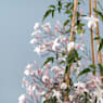 Jazmín Rosa (Jasminum Polyanthum) - Tres Cañas