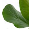Hortensia de invierno (bergenia cordifolia)
