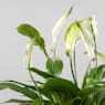 Espatifilo (spathiphyllum) Mini