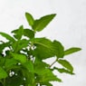 Menta suaveolens - Planta aromática