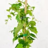 Parra virgen de Boston (parthenocissus tricuspidata)