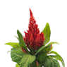 Celosia plumosa