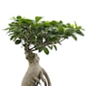 Bonsai Ficus Gingeng (Ficus microcarpa 'Ginseng')