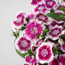 Clavel del poeta - Dianthus barbatus Telstar®