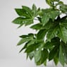 Aralia (fatsia japonica)