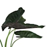 Alocasia wentii