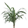 Dracaena fragrans