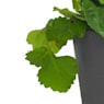 Plectranthus verticillatus - Planta del Dinero