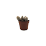 Cactus (variados)