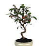 Bonsai Manzano (Malus)