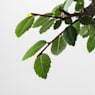 Bonsai Zelkova (Olmo chino parvifolia)