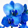 Orquídea Premium Phalaenopsis 'Royal Blue'