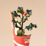 Acebo ilex mini (varios colores)