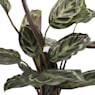 Calathea (especies variadas)