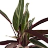 Calathea (especies variadas)