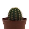 Cactus (variados)