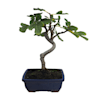 Bonsai Higuera (Ficus carica)